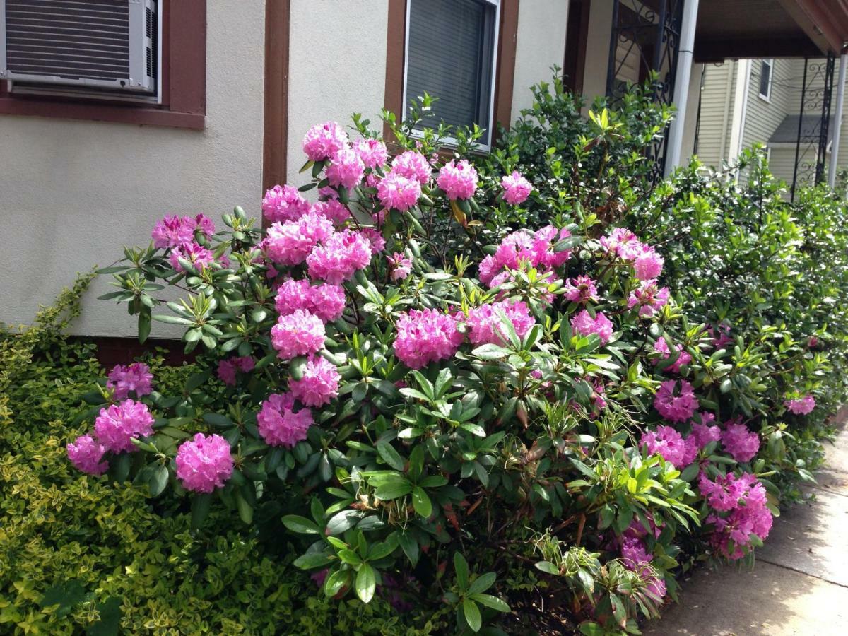 Bowers House Harvard Mit Cambridge Boston Bed & Breakfast 3*